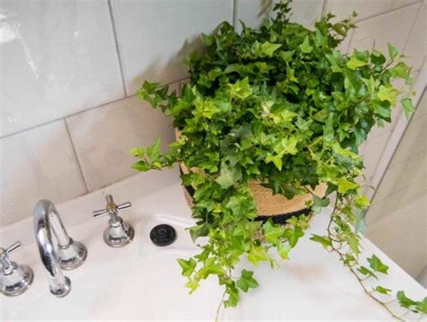 浴室適合的植物
